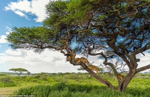 Foto - Aslanları korkudan ağaca çıkarttı