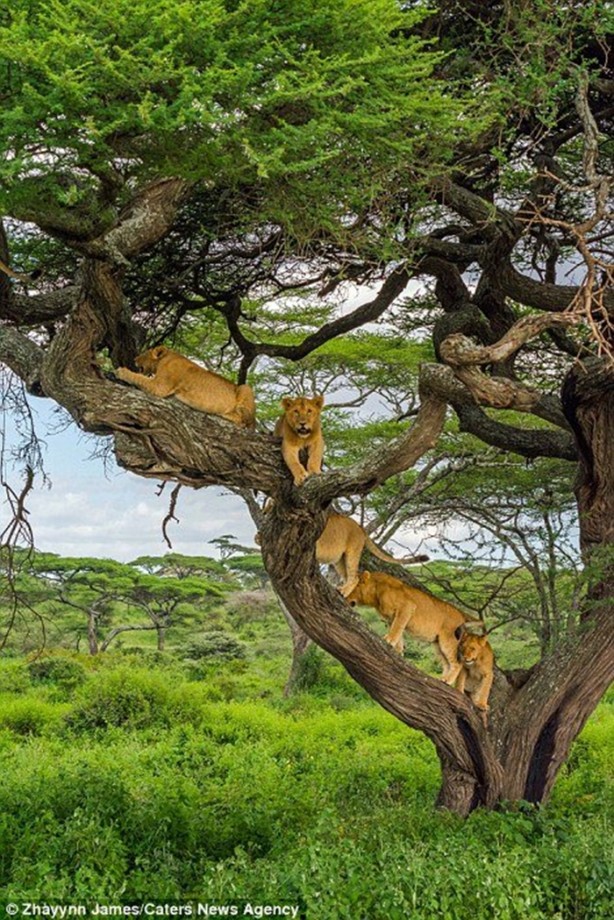 Foto - Aslanları korkudan ağaca çıkarttı