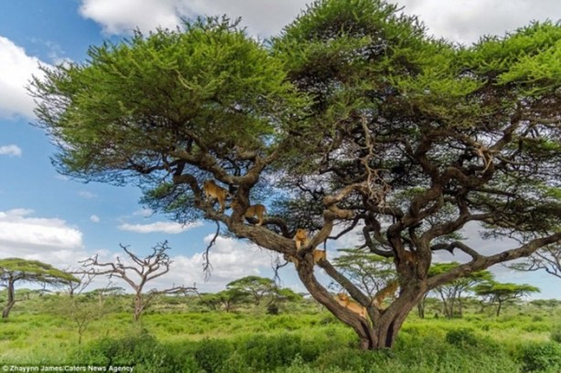 Foto - Aslanları korkudan ağaca çıkarttı