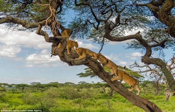  Aslanları korkudan ağaca çıkarttı