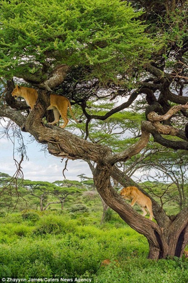 Foto - Aslanları korkudan ağaca çıkarttı