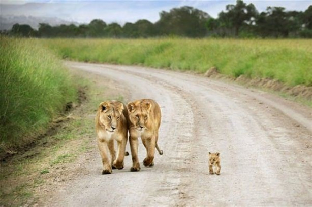  Aslanların diyarı 'Serengeti Milli Parkı'