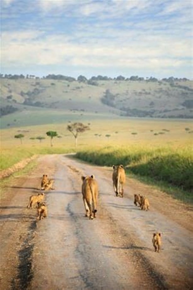 Foto - Aslanların diyarı 'Serengeti Milli Parkı'