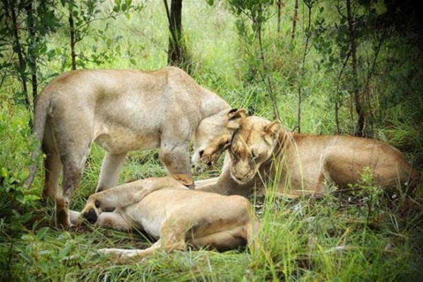 Foto - Aslanların diyarı 'Serengeti Milli Parkı'