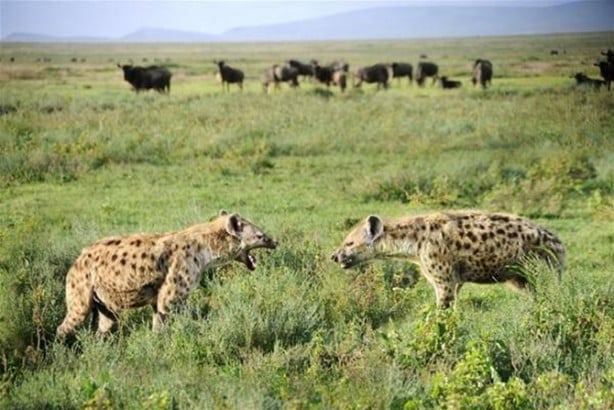 Foto - Aslanların diyarı 'Serengeti Milli Parkı'