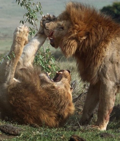 Foto - Aslanların ölümcül savaşı