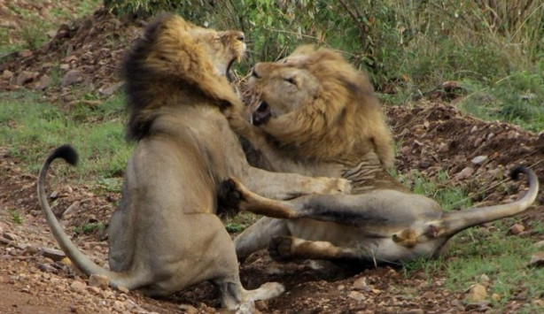 Foto - Aslanların ölümcül savaşı