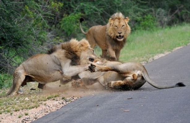 Foto - Aslanların ölümcül savaşı