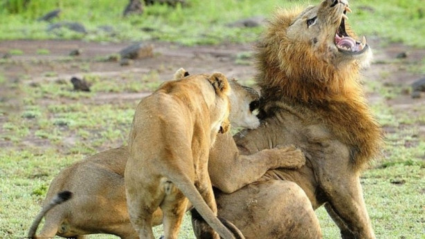 Foto - Aslanların ölümcül savaşı