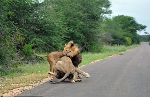 Foto - Aslanların ölümcül savaşı