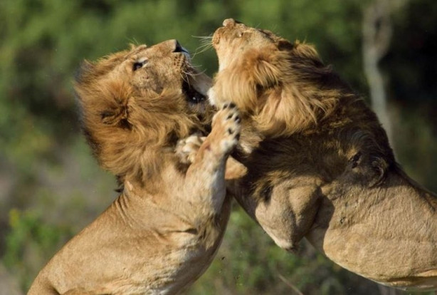Foto - Aslanların ölümcül savaşı
