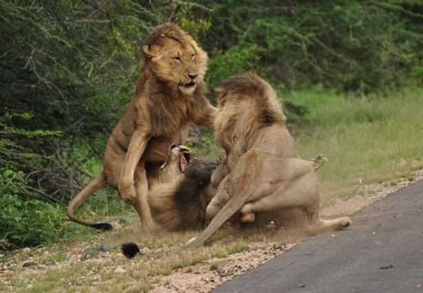 Foto - Aslanların ölümcül savaşı
