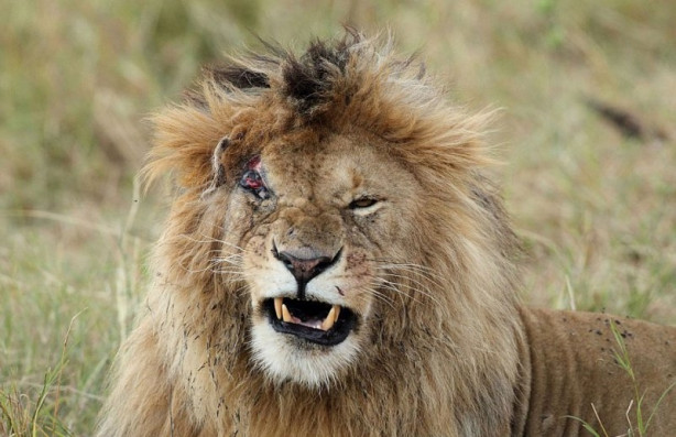 Foto - Aslanların ölümcül savaşı