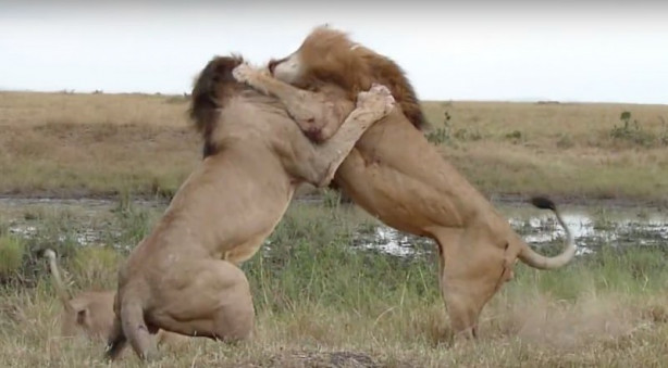Foto - Aslanların ölümcül savaşı