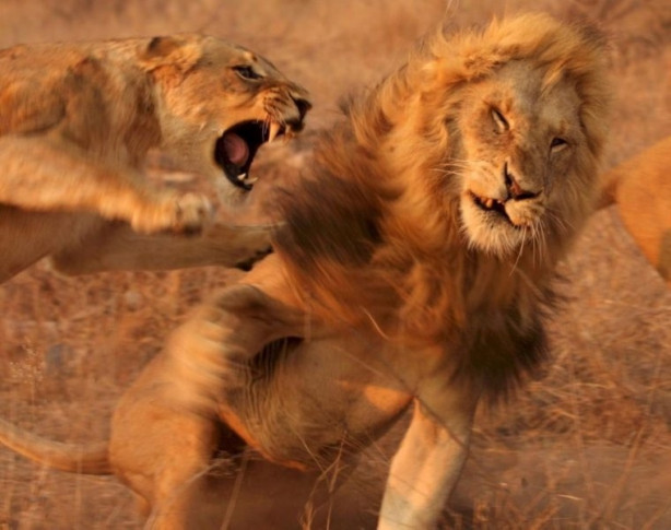 Foto - Aslanların ölümcül savaşı
