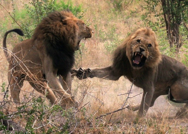 Foto - Aslanların ölümcül savaşı