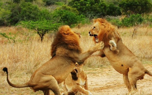 Foto - Aslanların ölümcül savaşı