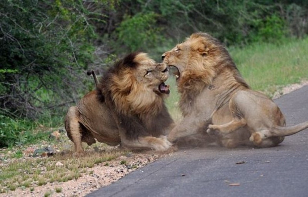 Foto - Aslanların ölümcül savaşı