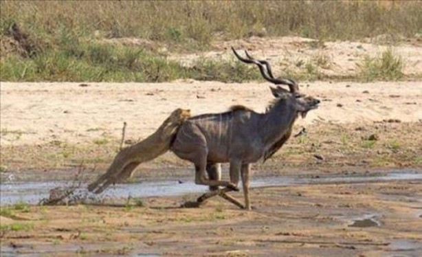 Foto - Aslanların sıra dışı saldırıları