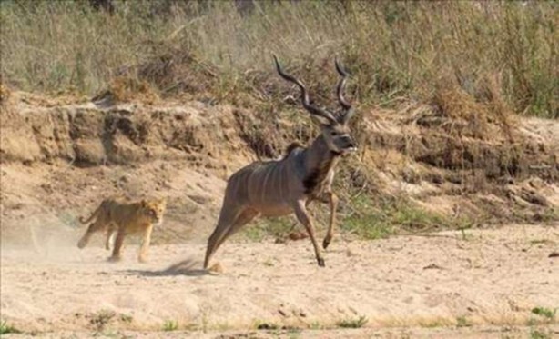 Foto - Aslanların sıra dışı saldırıları