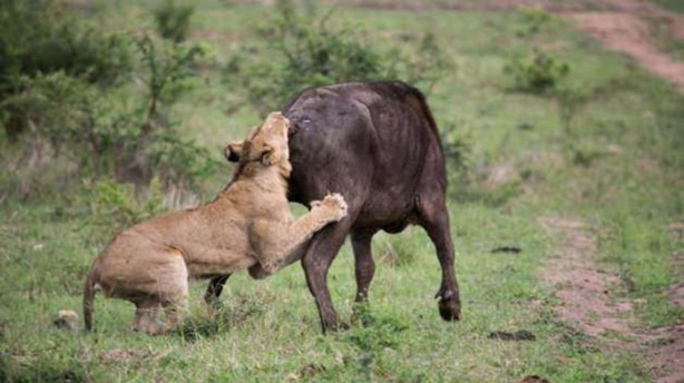 Foto - Aslanların sıra dışı saldırıları