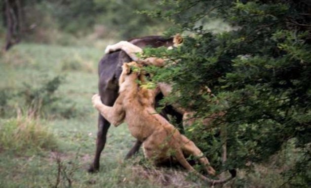 Foto - Aslanların sıra dışı saldırıları