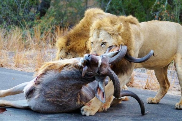 Foto - Aslanların sıra dışı saldırıları