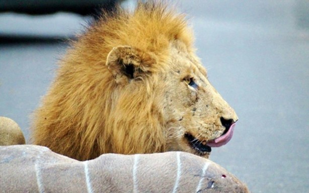 Foto - Aslanların sıra dışı saldırıları