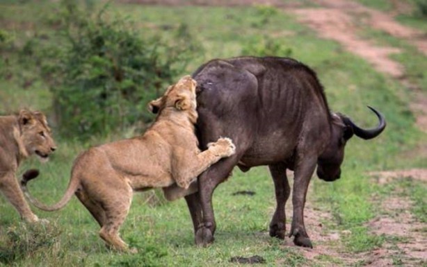Foto - Aslanların sıra dışı saldırıları