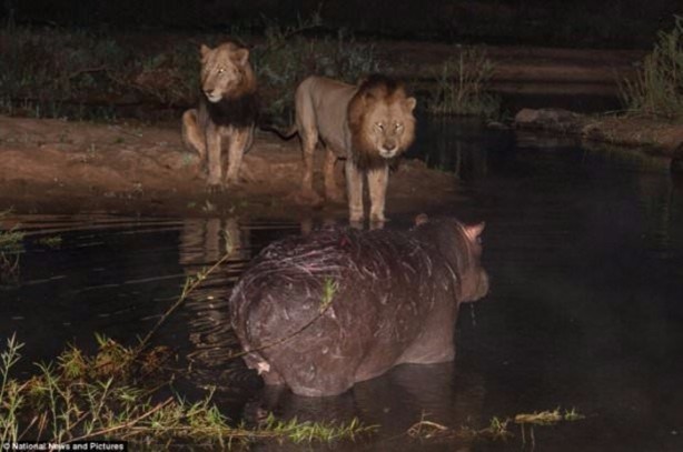 Foto - Aslanların sıra dışı saldırıları