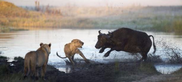 Foto - Aslanların sıra dışı saldırıları
