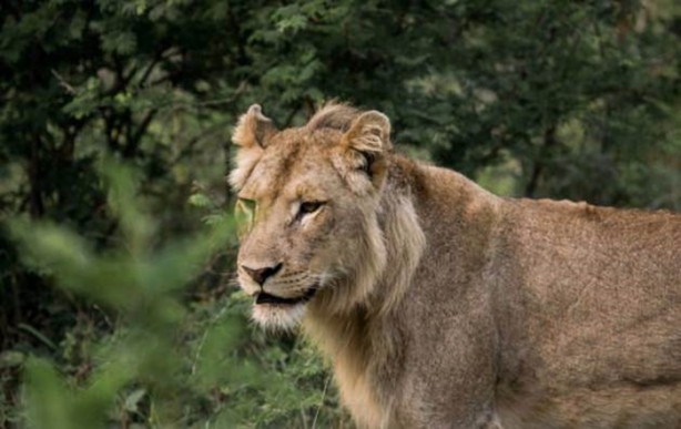 Foto - Aslanların sıra dışı saldırıları