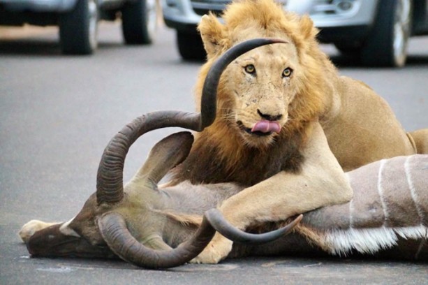 Foto - Aslanların sıra dışı saldırıları