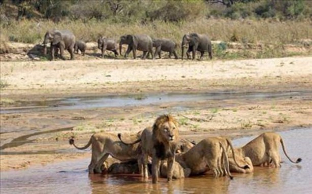 Foto - Aslanların sıra dışı saldırıları