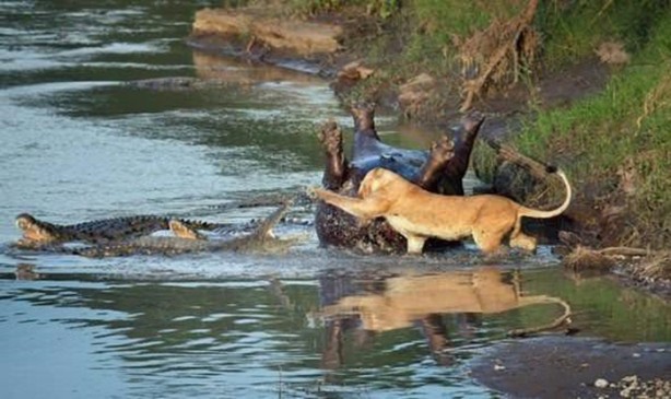 Foto - Aslanların sıra dışı saldırıları