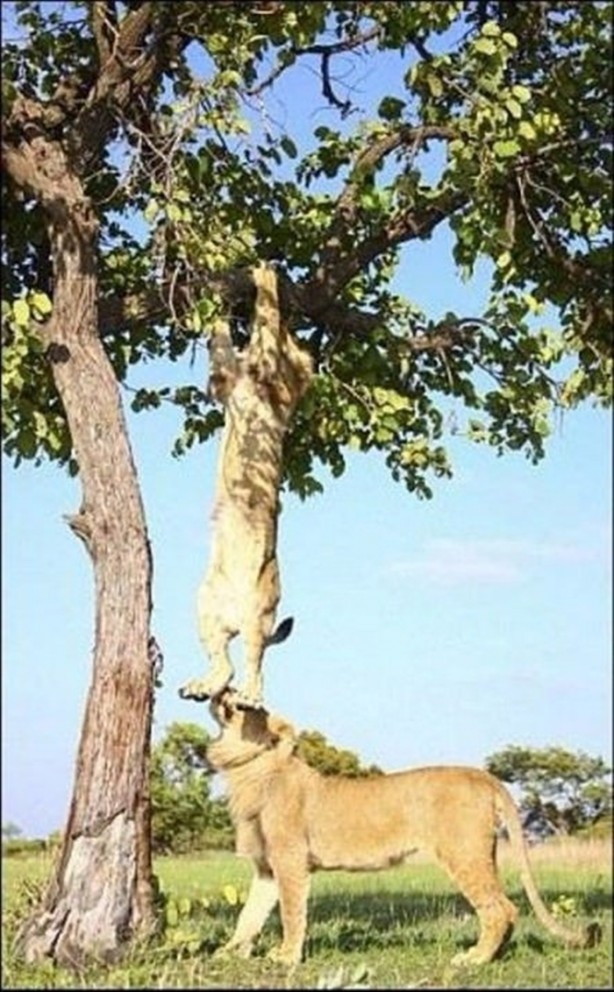 Foto - Aslanların sıra dışı saldırıları