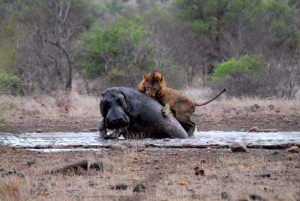 Foto - Aslanların sıra dışı saldırıları