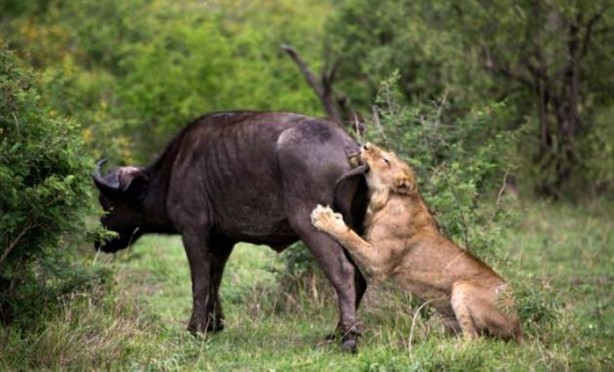 Foto - Aslanların sıra dışı saldırıları