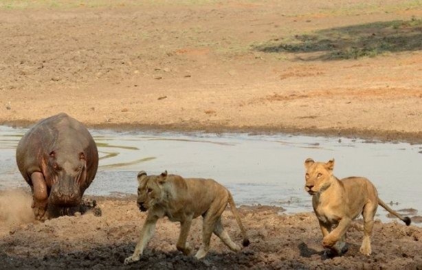 Foto - Aslanların sıra dışı saldırıları