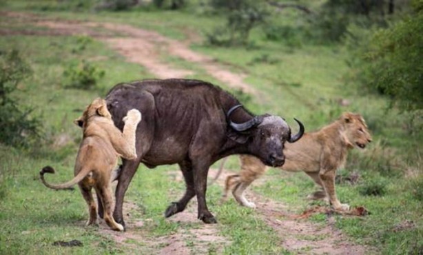 Foto - Aslanların sıra dışı saldırıları