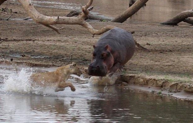 Foto - Aslanların sıra dışı saldırıları