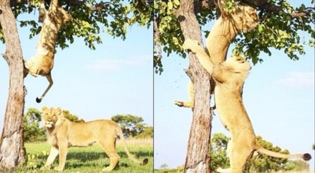 Foto - Aslanların sıra dışı saldırıları