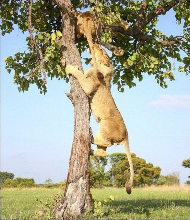 Foto - Aslanların sıra dışı saldırıları