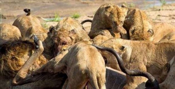 Foto - Aslanların sıra dışı saldırıları