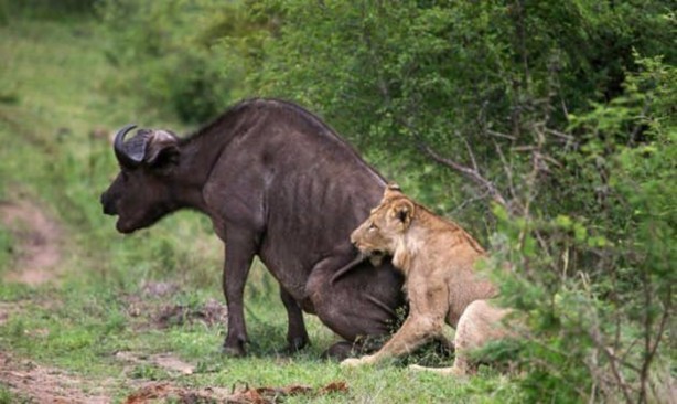 Foto - Aslanların sıra dışı saldırıları