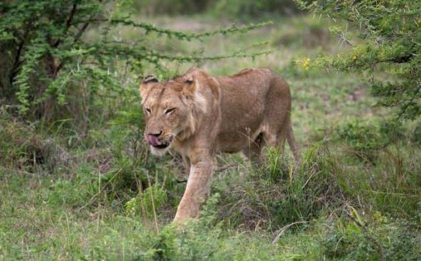 Foto - Aslanların sıra dışı saldırıları