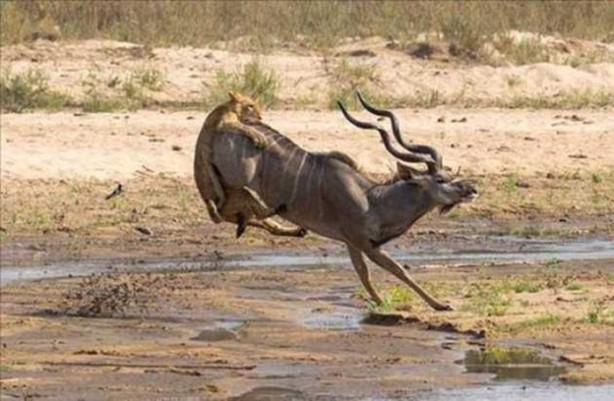 Foto - Aslanların sıra dışı saldırıları