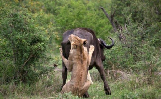 Foto - Aslanların sıra dışı saldırıları
