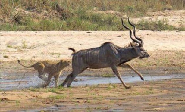 Foto - Aslanların sıra dışı saldırıları