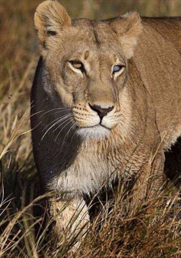 Foto - Aslanların sıra dışı saldırıları